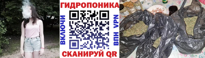 Каннабис Amnesia Зима